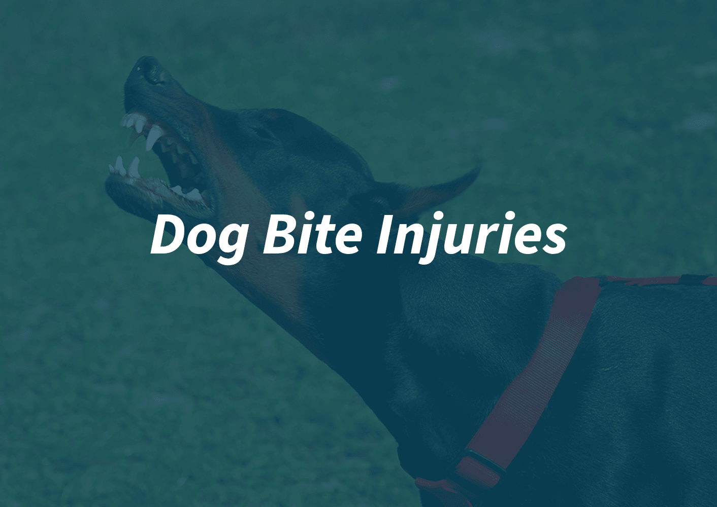 Dog Bite Injury